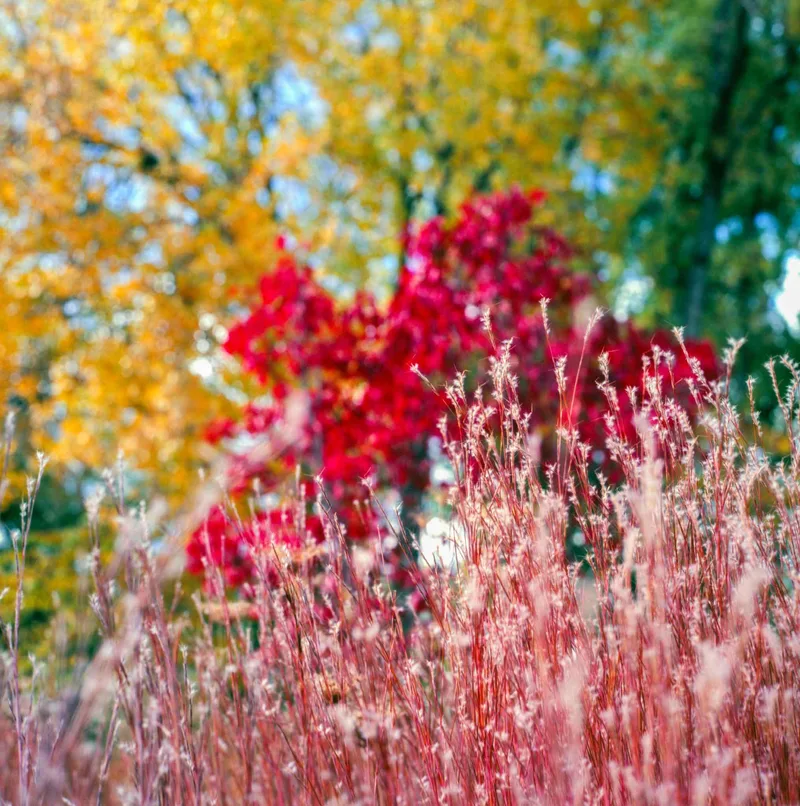 Film photo shot on Fujifilm Velvia 100 with a Hasselblad 500C/M, developed at Denver Digital Imaging Center, by Ryan.L.Photography