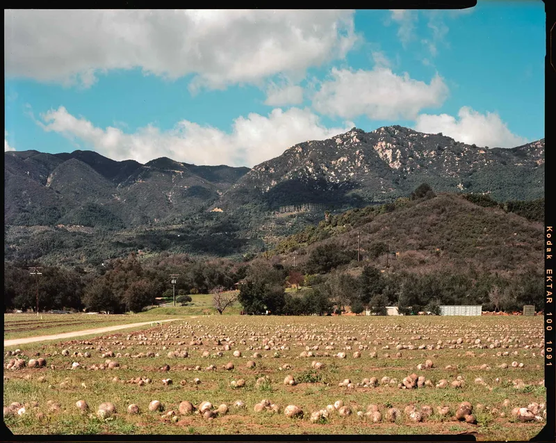 Gourd Farm shot on Kodak Ektar 100 with a Wista VX