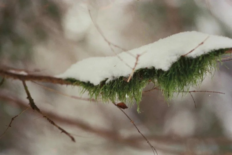 Winter symbiosis shot on FilmNeverDie UMI 800 with a Pentax Program A, developed at Format FilmLab, by Alexander