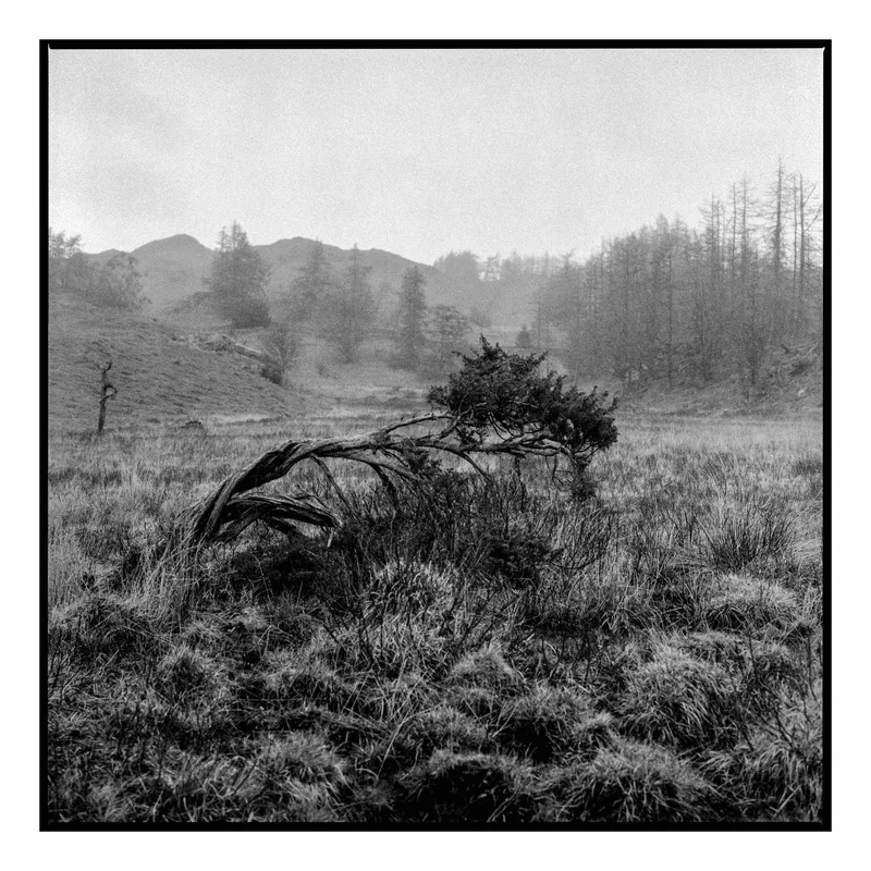 Windswept shot on Bergger Pancro 400 with a Rolleiflex 2.8F, developed at Home / Self-Developed, by Stuart Leeds