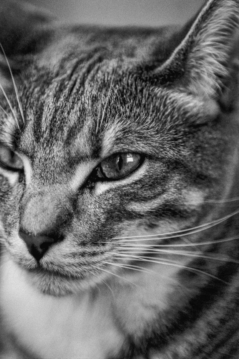 Pierre Close Up shot on Arista EDU Ultra 100 with a Ricoh XR-2, developed at Exposure Therapy, by Joshua Timpko