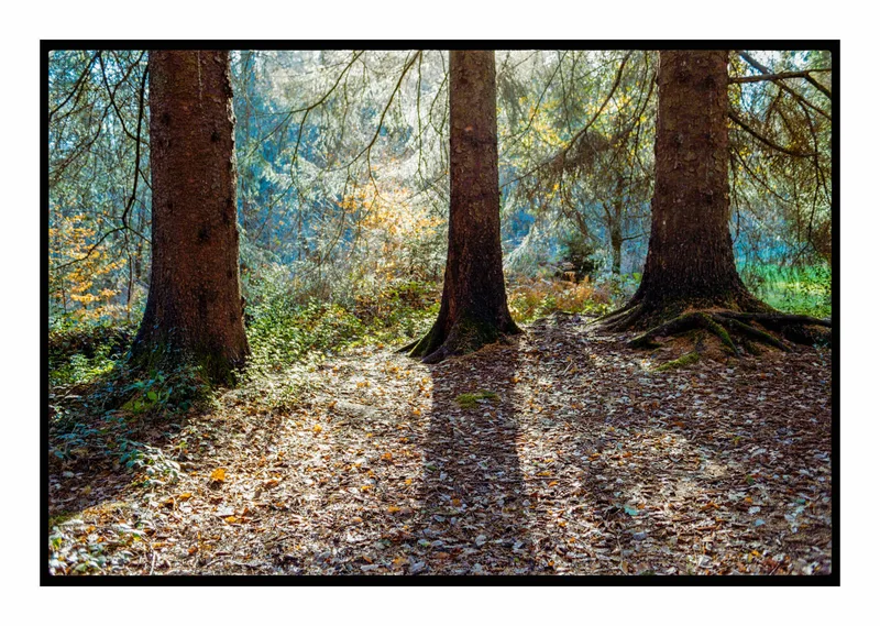 … and then there were three! shot on Kodak ColorPlus 200 with a Nikon F801s, developed at Home / Self-Developed, by Stuart Leeds
