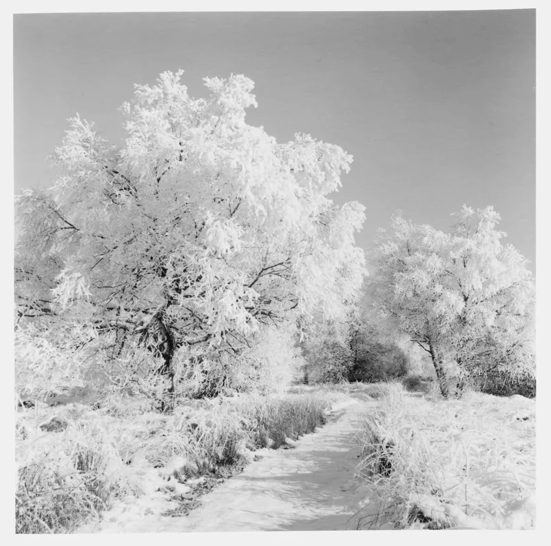 Neige #02 shot on Ilford FP4 Plus 125 with a Rolleiflex, developed at Home / Self-Developed, by Philippe Boulanger