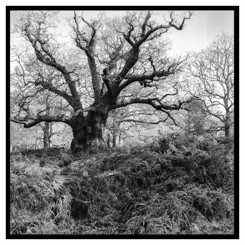 Bare Oak shot on Ilford HP5 Plus 400 with a Mamiya 6_Automat_II, developed at Home / Self-Developed, by Stuart Leeds