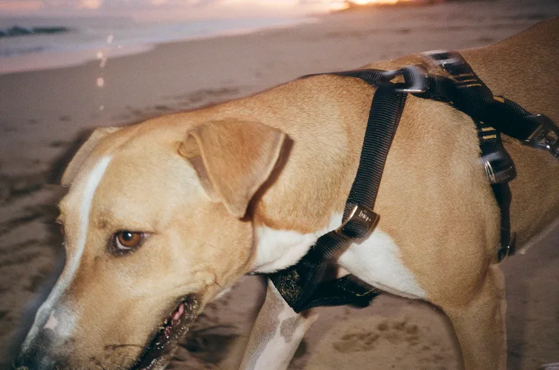 Film photo shot on Kodak Gold 200 with a Nikon L35AF 3, developed at Indie Film Lab, by kamera kerry