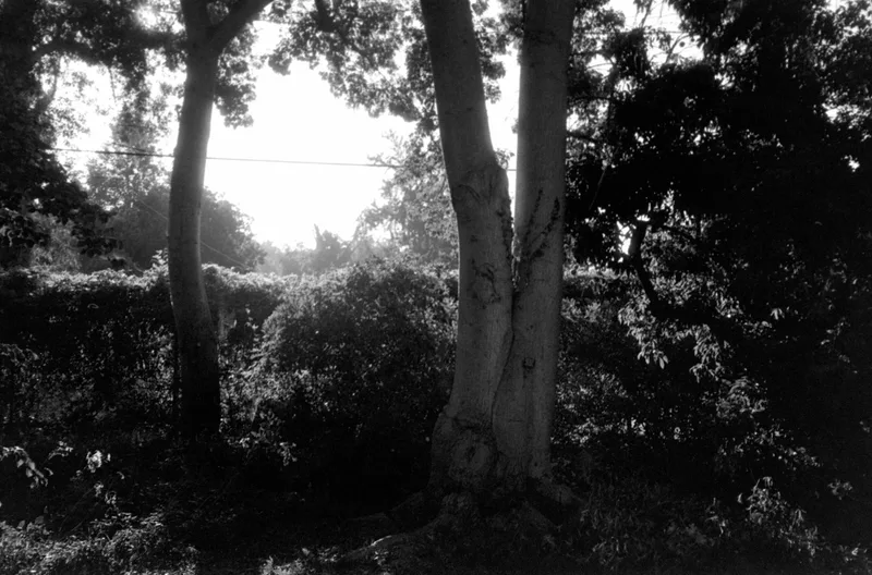 Golden Gray Hour shot on Kodak Double-X 5222 with a Olympus 35ECR, developed at Home / Self-Developed, by Brickxbronson