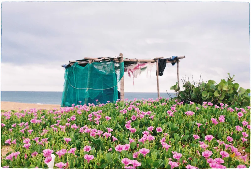 Morning glory on the sand shot on Agfa Vista Plus 400 with a Nikon FM2n, developed at 47plus minilab, by nivhty123