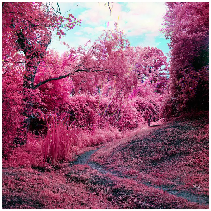 Film photo shot on Rollei Infrared 400 with a Minolta Autocord, developed at Home / Self-Developed, by Fabrizio Pavone