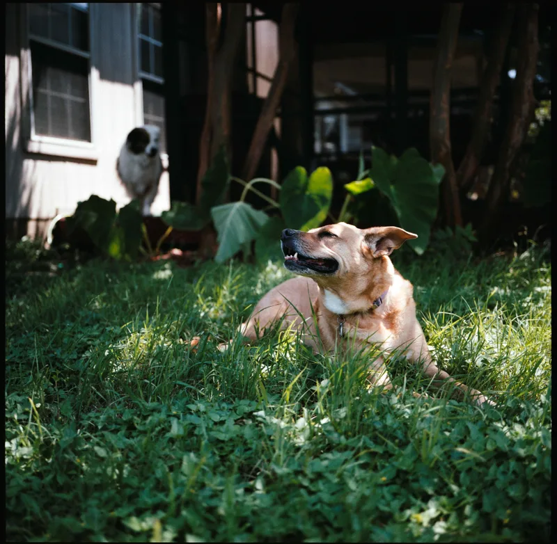 Sun naps shot on Kodak Portra 160 with a Mamiya 6MF, by Tyler