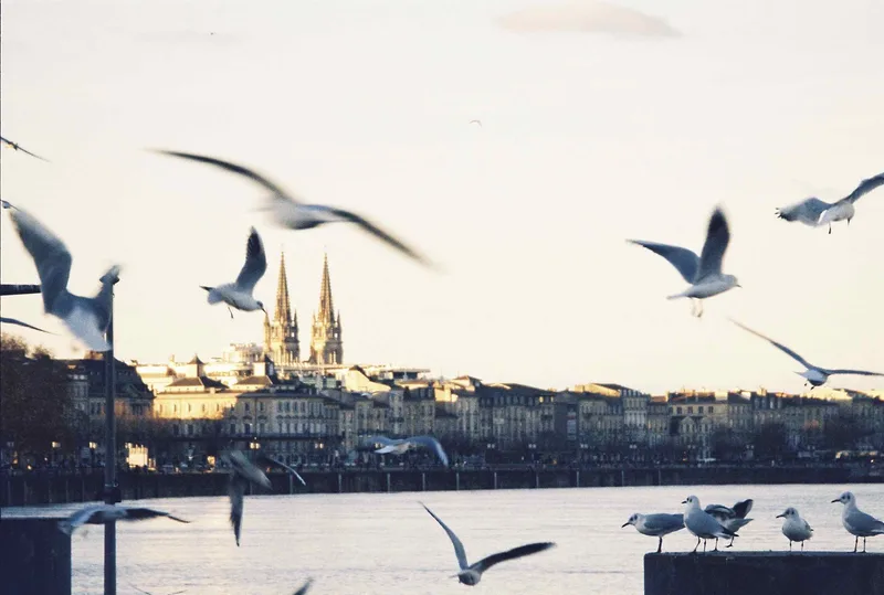 Vol de mouette sur le fleuve shot on Kodak Gold 200 with a Pentax Espio Zoom
