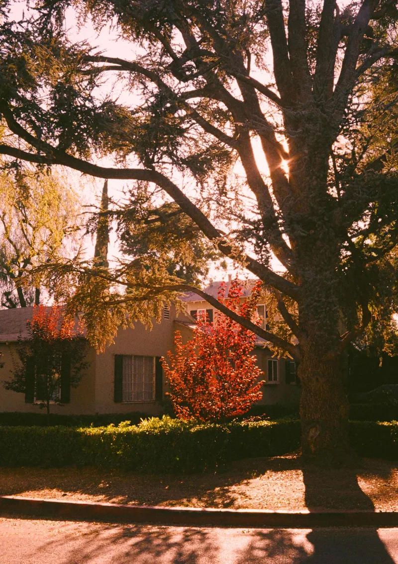 Film photo shot on Kodak Gold 200 with a Canon Demi EE17, developed at The DarkRoom, by Joe