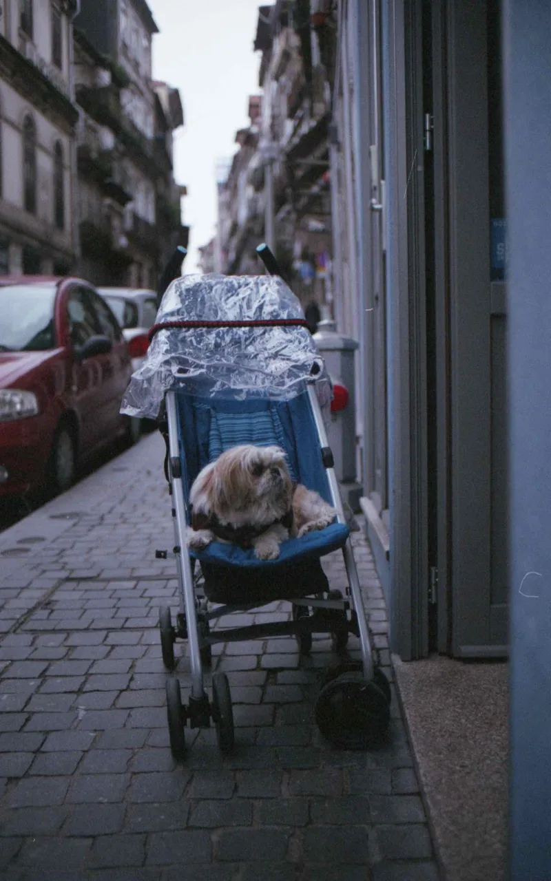 Dog of Porto. shot on Fujifilm FujiColor C200 with a Nikon F3 HP, developed at BéFoto, by David Růžička