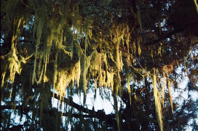 Old Man’s Beard shot on Fujifilm Superia X-TRA 800 with a Nikkormat FT3, developed at Dexter’s Camera, by Brickxbronson