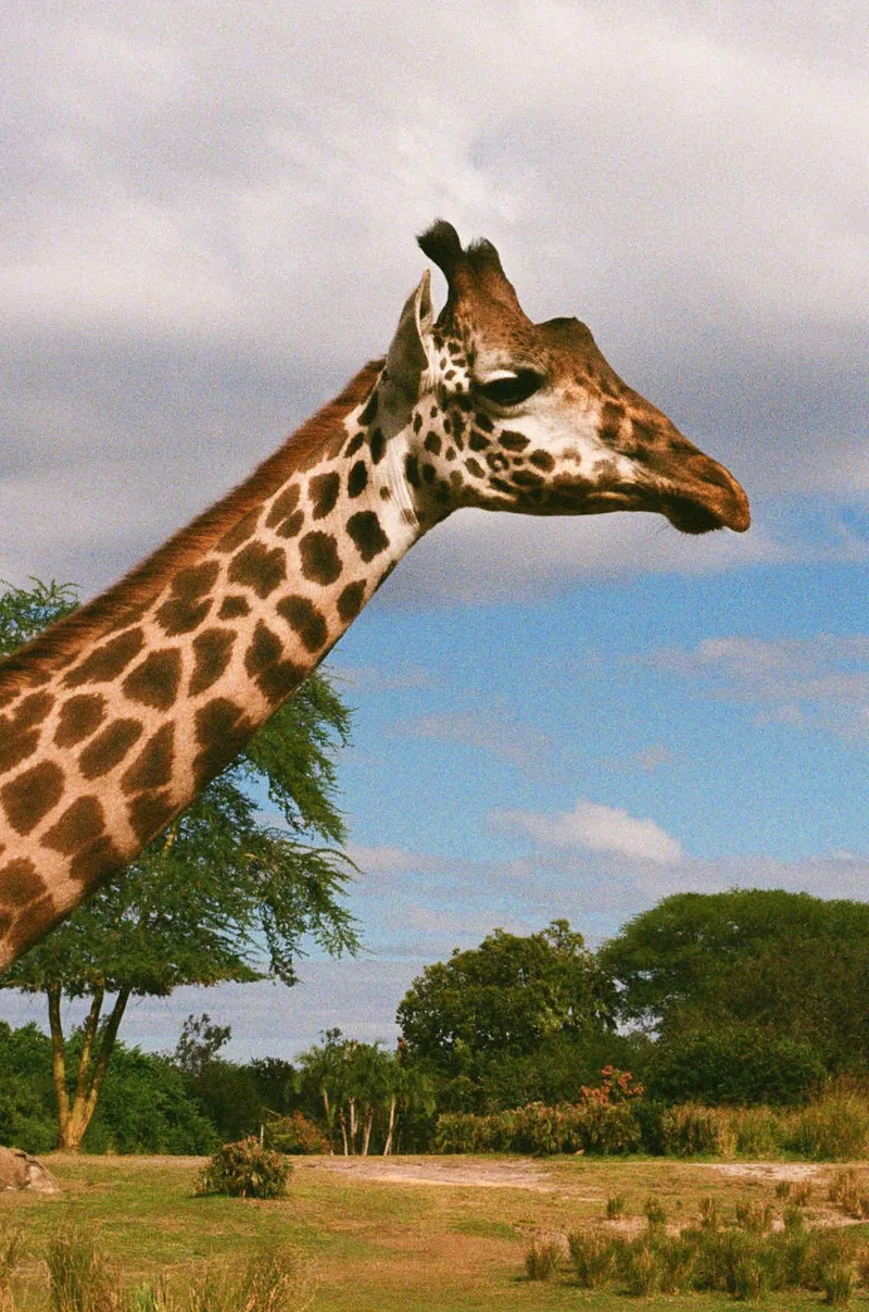 giraffe crossing shot on Kodak UltraMax 400 with a Canon Elan IIe, developed at Reformed Film Lab, by bri
