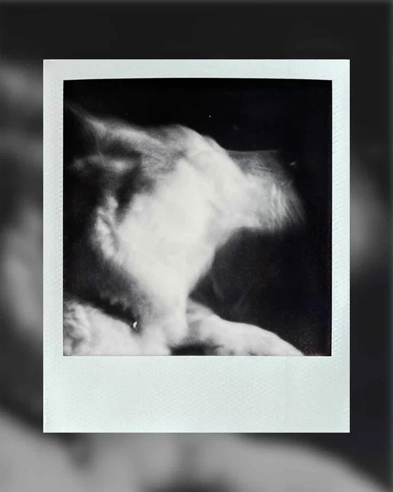 Double Dog 3: The Dog Sneezed shot on Polaroid B&W SX-70 with a Polaroid SX-70, by Jones