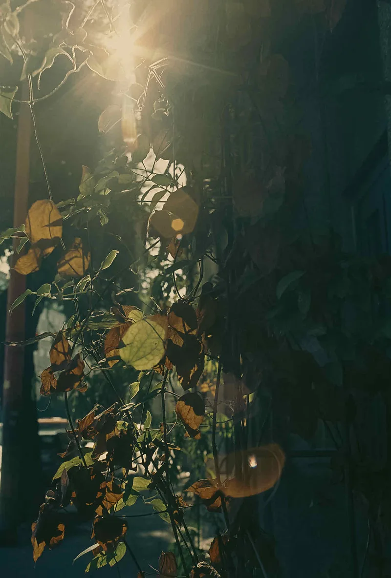 Film photo shot on Kodak Vision 3 500T with a Canon FTb QL, developed at Foto.sk, by Branci