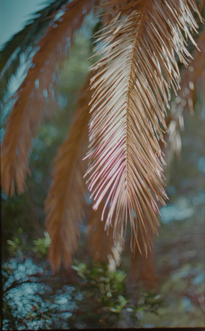 Palmier shot on Kodak Portra 400 with a Leica R5, by Nathalie