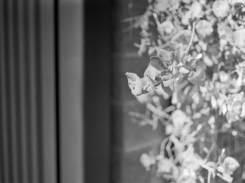 Blooming shot on Film Photography Project Wolfman 100 with a Mamiya 645, by Carson