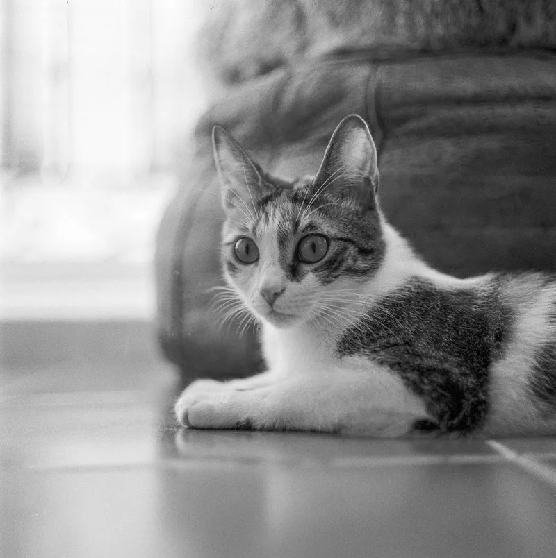 Verbena’s portrait shot on Ilford HP5 Plus 400 with a Zenza Bronica SQ, developed at Madrid Film Cameras Lab, by Raúl Barroso