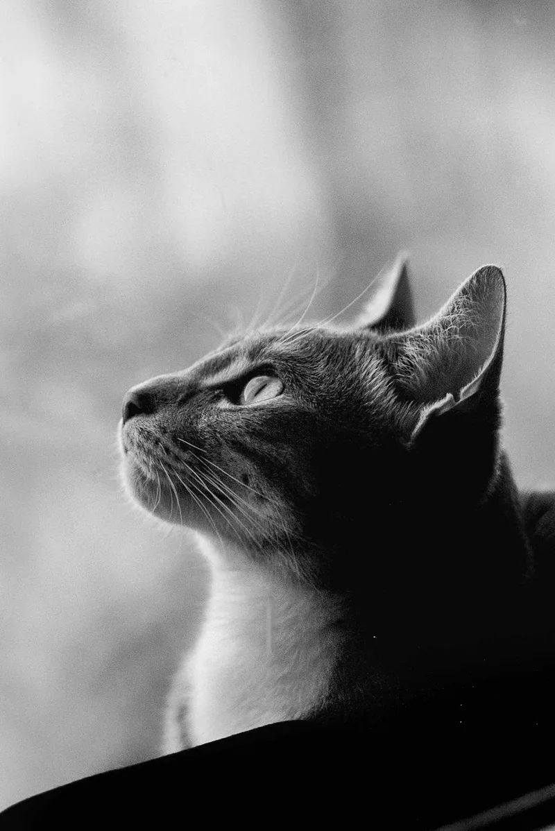 Pierre Looking Up shot on Arista EDU Ultra 100 with a Ricoh XR-2, developed at Exposure Therapy, by Joshua Timpko