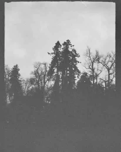 Trees shot on Ilford HP5 Plus 400 with a Olympus Pen EE Half Frame, developed at Home / Self-Developed, by Maddalena