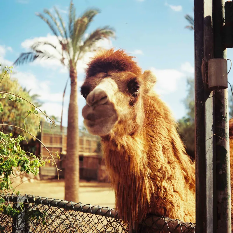 Hello there 🐫 shot on Kodak Ektar 100 with a KMZ Iskra, developed at Tanners Bank Darkroom , by Mark Beadle