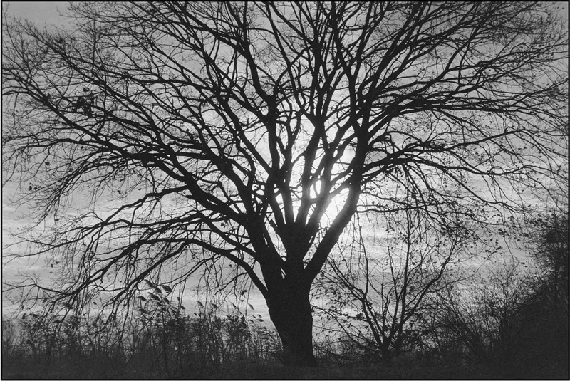 Film photo shot on Ilford Pan 100 with a Nikon F801s, by jmfo