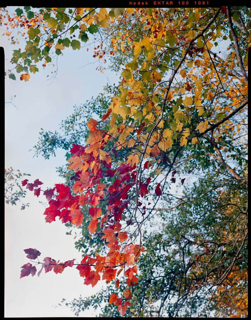 Progression of Fall Colors shot on Kodak Ektar 100 with a Toyo-Field 45A, developed at Home / Self-Developed, by Caleb LeBourgeois