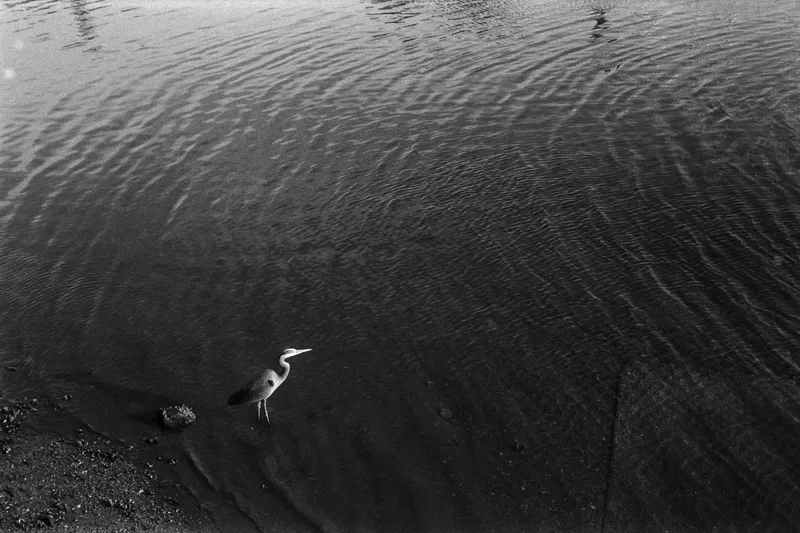 On the Hunt shot on Ilford HP5 Plus 400 with a Kodak RetinaIIa, developed at Blue Moon Camera & Machine, by Ken Cheatham