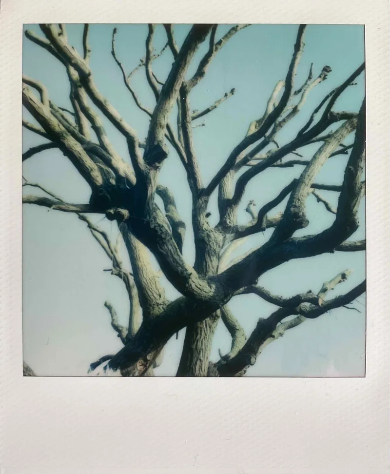Looking Up shot on Polaroid i-Type with a Polaroid I-2, developed at Instant Film, by MelvynJ