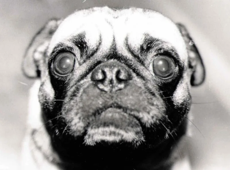 Pug! shot on Kodak Tri-X 400 with a Nikon N8008, developed at Home / Self-Developed, by Dre