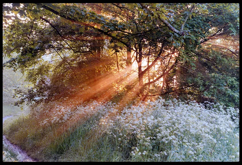 A Morning Spectacle shot on Kodak ColorPlus 200 with a Leica M6 TTL, developed at Home / Self-Developed, by Stuart Leeds