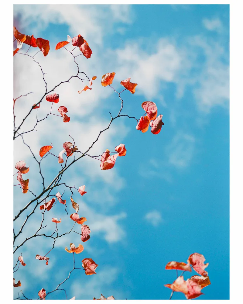 remnants of autumn shot on Fujifilm Pro 400H with a Pentax 645N, developed at Hillvale photo, by Nandha