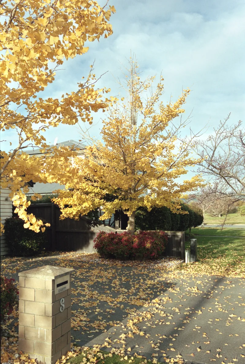 neighborhood ginko tree shot on Kodak Portra 400 with a Pentax MZ-S, developed at Home / Self-Developed, by ap4y