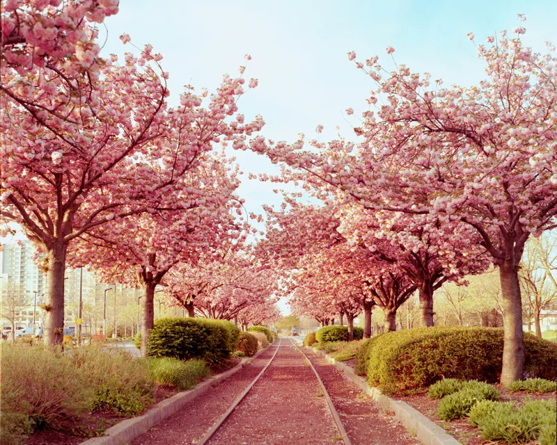 Tracks and Blossoms shot on Kodak Gold 200 with a Yashica Mat 124G, developed at Home / Self-Developed, by alexonkow
