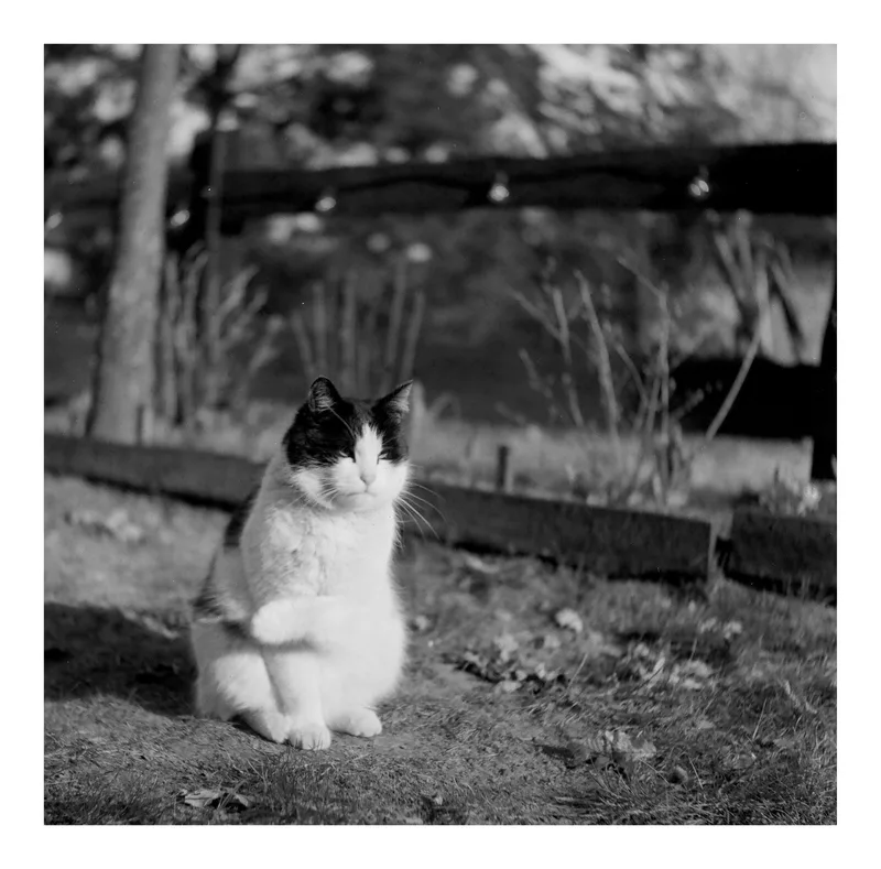 Lucian the cat shot on Foma Fomapan 200 Creative with a WZFO Start 66, developed at Relax Foto, by bkk