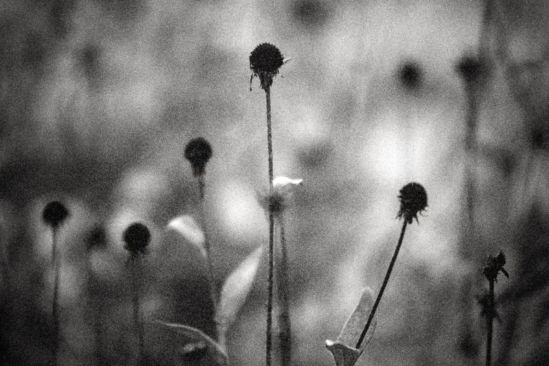 Brittle shot on Ilford Kentmere Pan 400 with a Nikon F4s, developed at Home / Self-Developed, by Chikubi