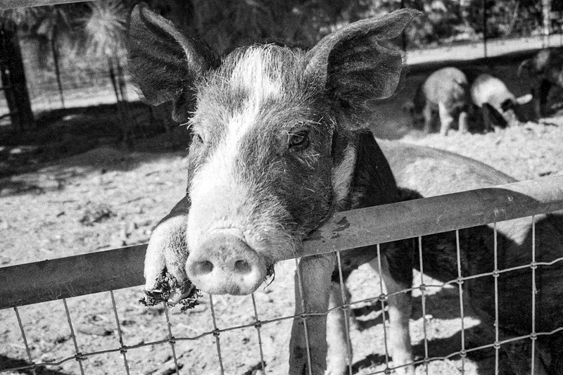 Schempie shot on Ilford HP5 Plus 400 with a Contax T3, developed at Home / Self-Developed, by Onacadmai