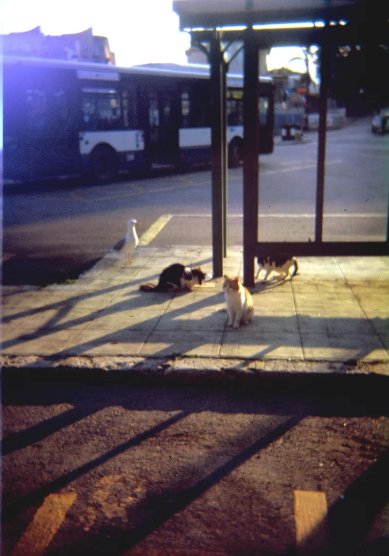 4 friends waiting for the bus shot on Kodak Ektachrome E100 with a Holga, by betterthanshavinglegs