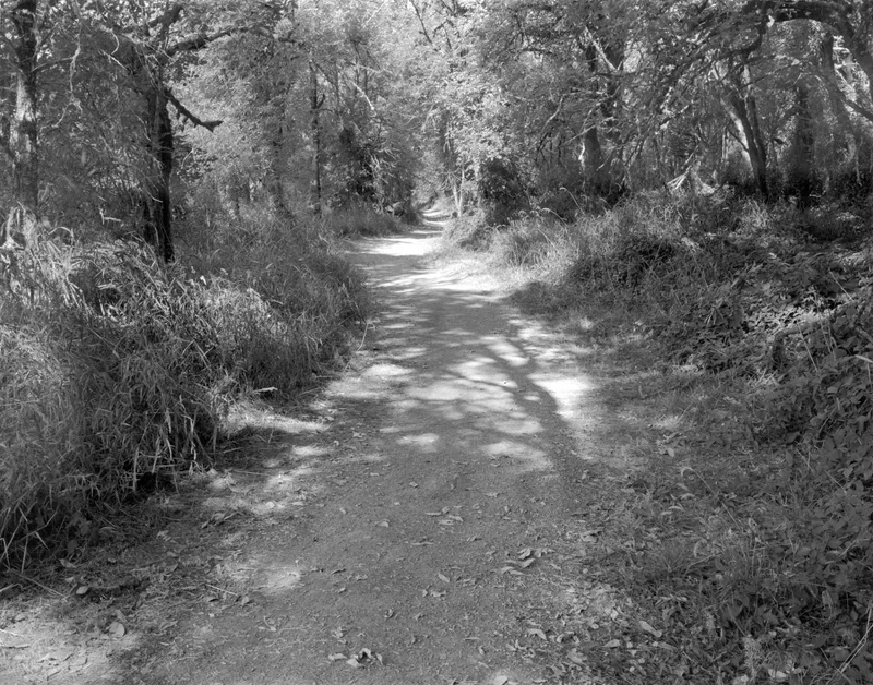 Kiwi Trail Ridgefield National Wildlife Refuge shot on Ilford HP5 Plus 400 with a Toyo 45G, developed at Home / Self-Developed, by Ken in Portland