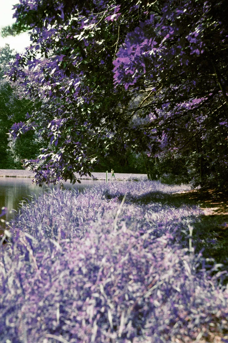 Catfishin shot on Lomography LomoChrome Purple 100 with a Minolta α7, developed at Southeastern Camera Carrboro, by Hunter