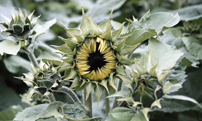 Sunflower Buds shot on Lomography LomoChrome Color '92 with a Minolta X-570, developed at Digidirect Melbourne, by David