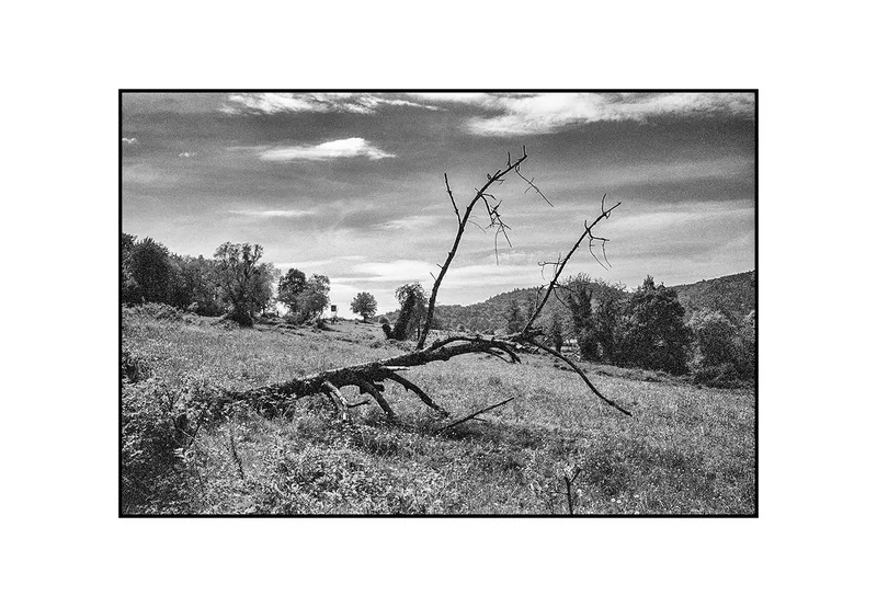 Tree Trunk in a Rural Landscape shot on Kodak Pro T400CN with a Olympus Trip 35, by Christian
