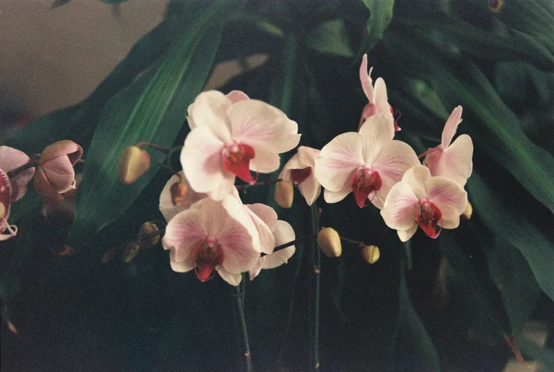 orquidea shot on Fujifilm 200 with a Nikon FM10, developed at Give Film a Chance, by Rickygdotraw