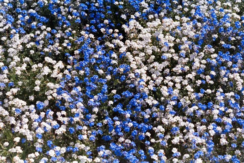 Striped blossoms shot on Fujifilm Reala 500D with a Nikon F90X, developed at Home / Self-Developed, by ant