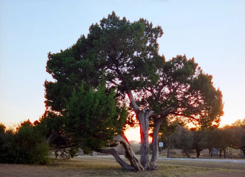 Old Pine at Sunset shot on Cinestill 400D with a Pentax 645, developed at Legacy Photo Lab, by Dean