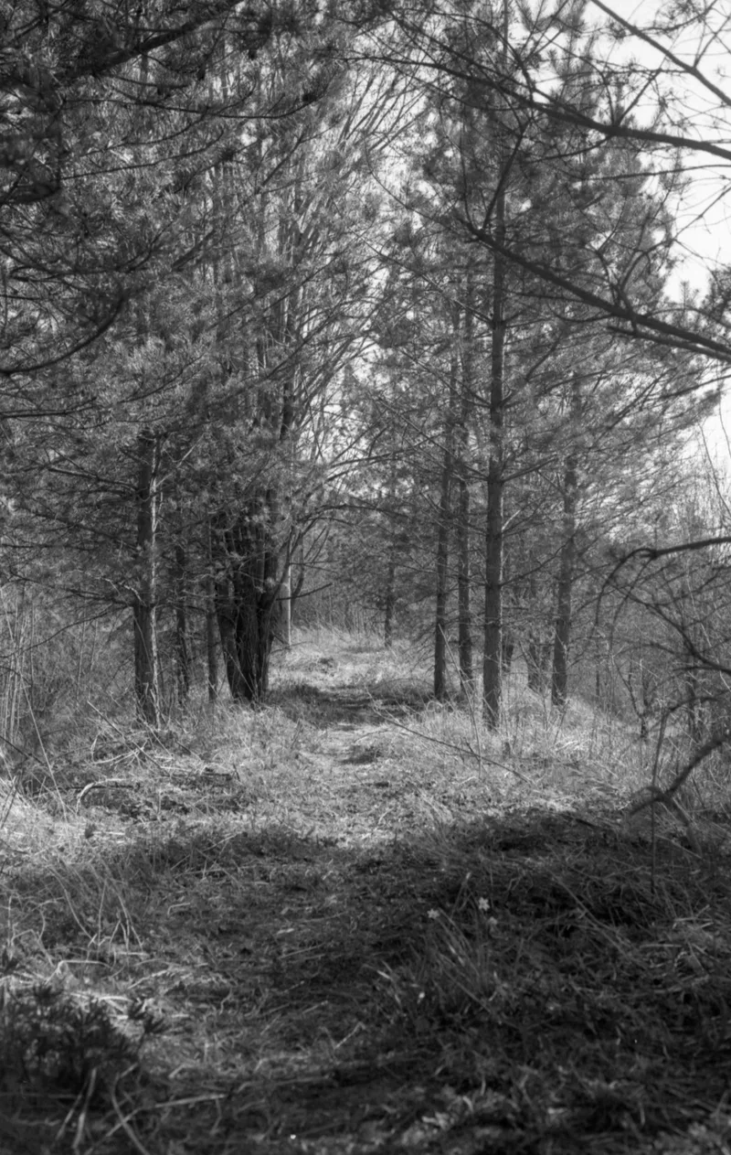 a path in the woods shot on Ilford Kentmere Pan 100 with a Nikon FG-20, developed at Home / Self-Developed, by Leevi