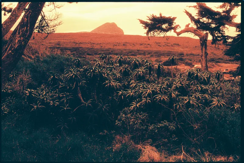 Expedition 2🪐 shot on Harman Phoenix 200 with a Konica Autoreflex T4, by chryslsm