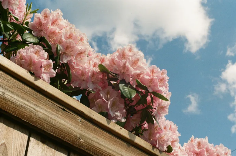 Fence Rhody shot on Kodak Gold 200 with a Canon AE-1 Program, developed at Shot on Film Store, by Jacob Malpocker