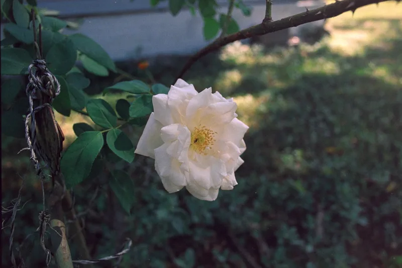 Film photo shot on Kodak Portra 400 with a Canon New F-1, developed at Photo outfitters, by Isaac